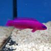 Pseudo Chromis Purple
