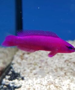 Pseudo Chromis Purple
