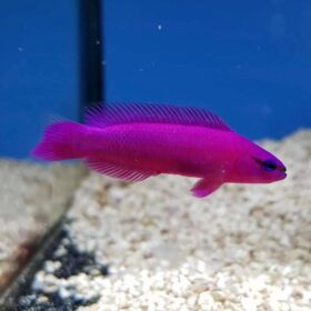 Pseudo Chromis Purple
