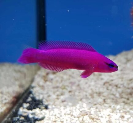 Pseudo Chromis Purple
