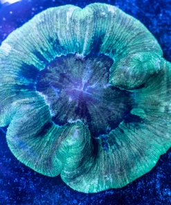 Trachyphyllia Coral