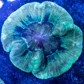 Trachyphyllia Coral