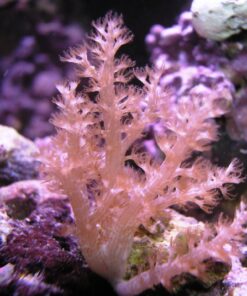 Arbol de Kenia Coral