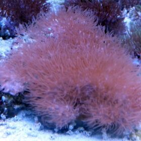 Green Star Polyps (Copy)