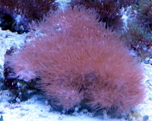 Green Star Polyps (Copy)